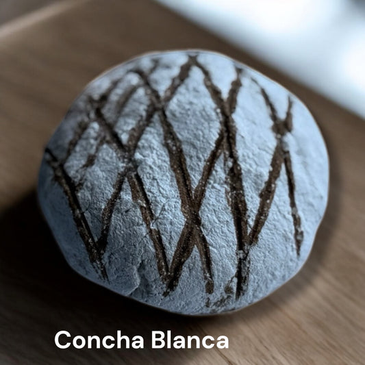 Concha Blanca